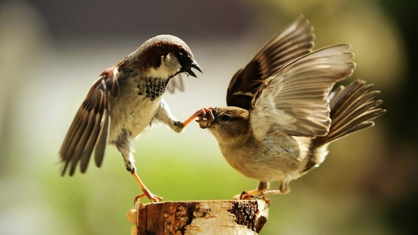 Shut up!